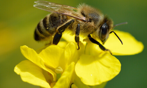 Koolzaad (Brassica napus)