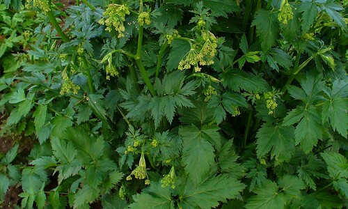 Grote bevernel (Pimpinella major)