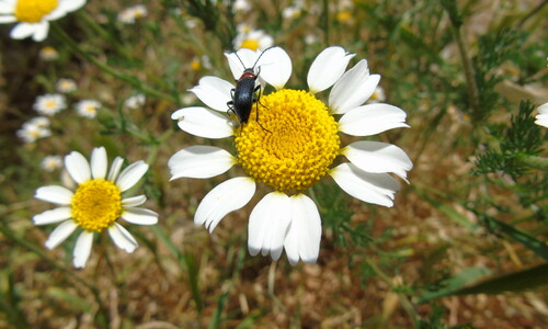 Valse kamille (Anthemis arvensis)