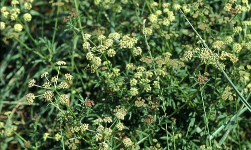 Weidekervel (Silaum silaus)