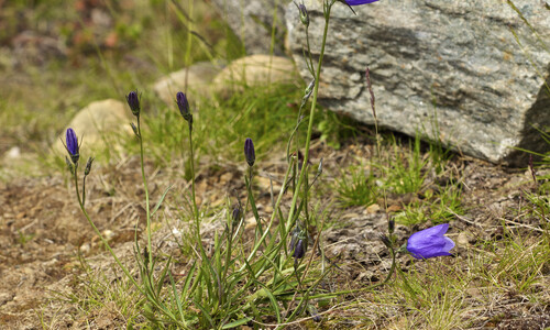 Grasklokje (Campanula rotundifolia)