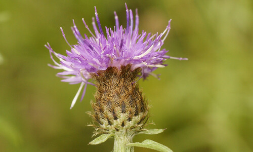 Zwart knoopkruid (Centaurea nigra)