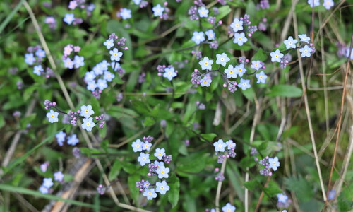 Bosvergeet-mij-nietje (Myosotis sylvatica)