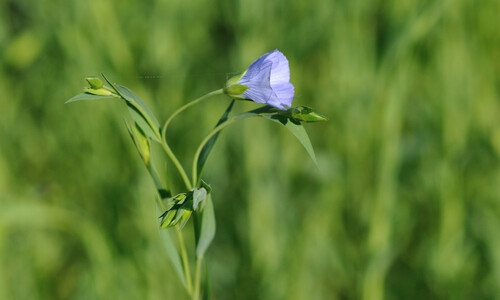 Vlas (Linum usitatissimum)