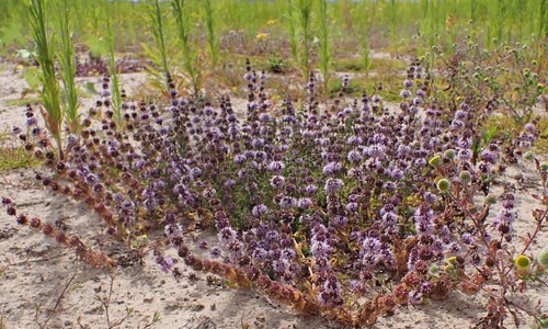 Polei (Mentha pulegium)