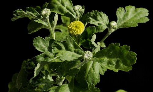 Moederkruid (Tanacetum parthenium)