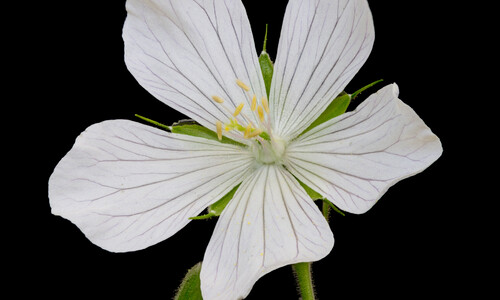 Beemdooievaarsbek (Geranium pratense)