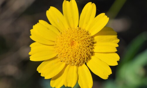Gele ganzenbloem (Glebionis segetum)