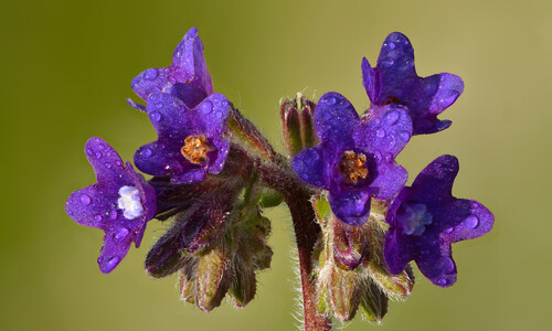 Gewone ossentong (Anchusa officinalis)