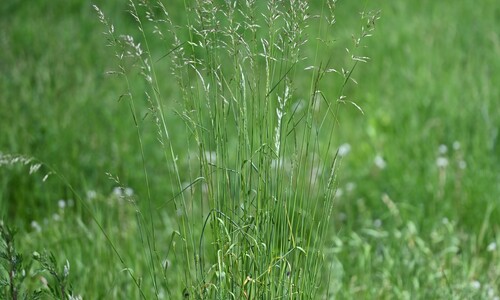 Glanshaver (Arrhenatherum elatius)