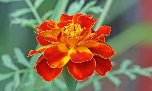 Afrikaantje (Tagetes patula)