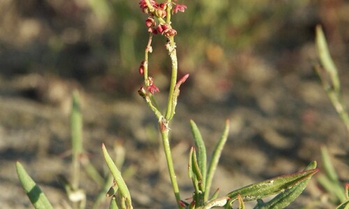 Schapenzuring (Rumex acetosella)
