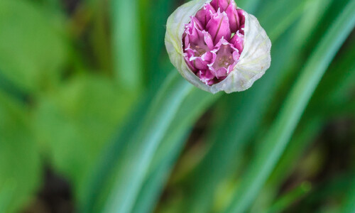 Bieslook (Allium schoenoprasum)