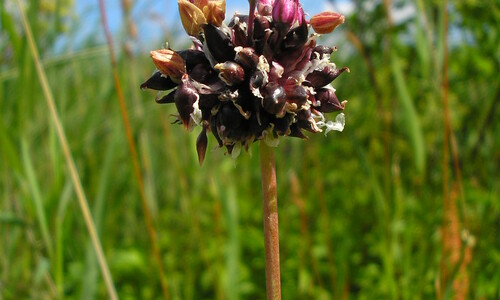 Slangenlook (Allium scorodoprasum)