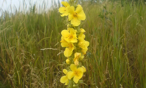 Stalkaars (Verbascum densiflorum)