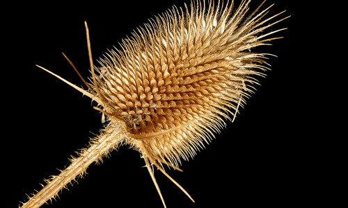 Slipbladige kaardenbol (Dipsacus laciniatus)