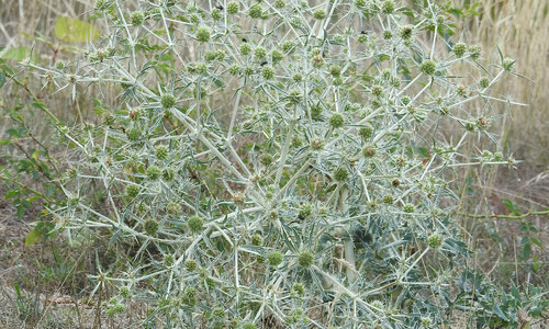 Echte kruisdistel (Eryngium campestre)