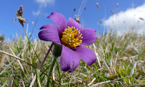 Wildemanskruid (Pulsatilla vulgaris)