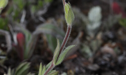 Akkerhoornbloem (Cerastium arvense)