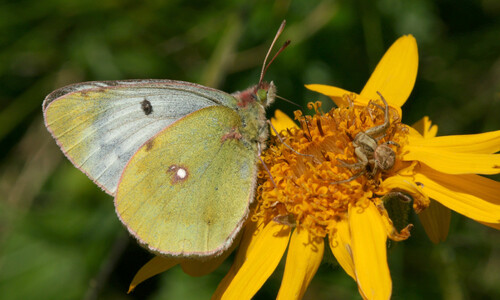 Valkruid (Arnica montana)