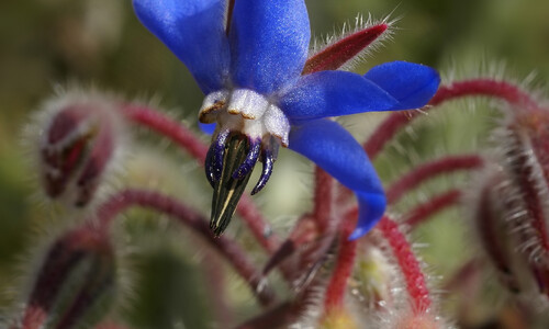 Borage/Bernagie (Borago officinalis)