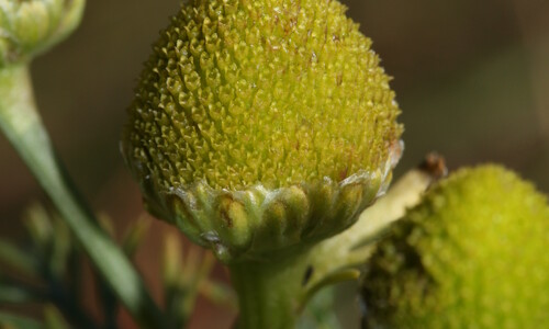 Schijfkamille (Matricaria discoidea)