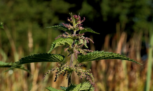 Grote brandnetel (Urtica dioica)