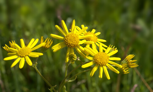 Waterkruiskruid (Jacobaea aquatica)