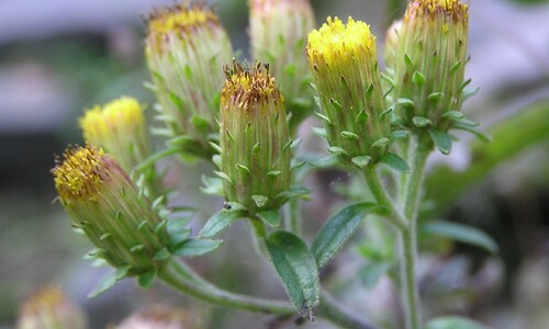 Donderkruid (Inula conyzae)
