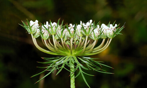 Peen (Daucus carota)
