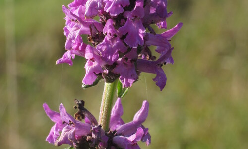 Betonie (Betonica officinalis)