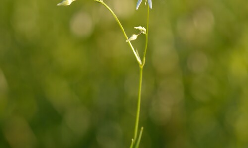 Grasmuur (Stellaria graminea)
