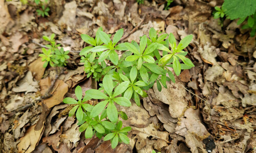 Lieve-vrouwe-bedstro (Galium odoratum)