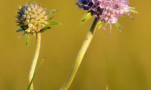 Blauwe knoop (Succisa pratensis)