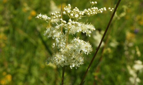 Moerasspirea (Filipendula ulmaria)