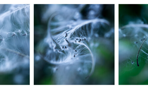 Harig wilgenroosje (Epilobium hirsutum)
