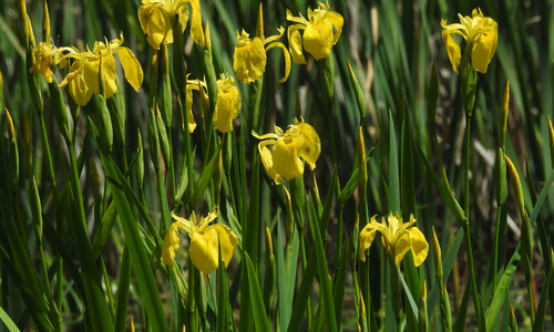 Iris (Iris pseudacorus)