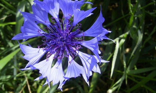 Korenbloem (Centaurea cyanus)