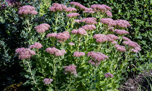 Hemelsleutel (Hylotelephium telephium)
