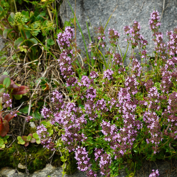 Echte tijm (Thymus vulgaris) zaden