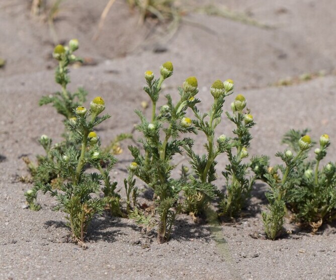 Schijfkamille (Matricaria discoidea) zaden