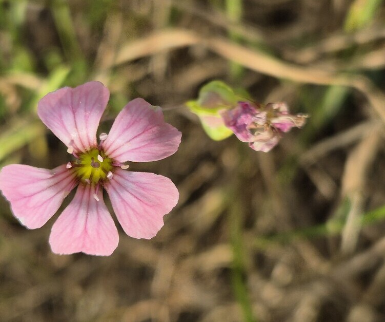 Koekruid (Vaccaria hispanica) zaden