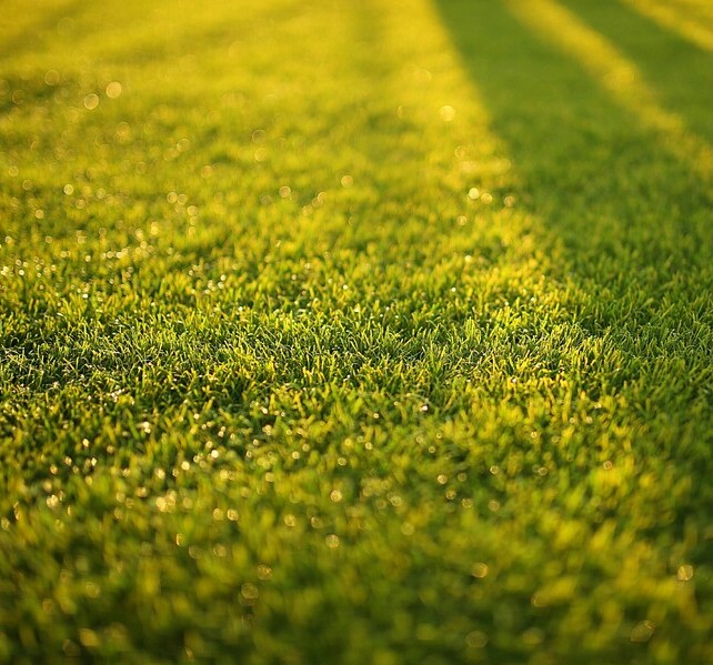 Speel- en sportgazon (Graszaad) zaden