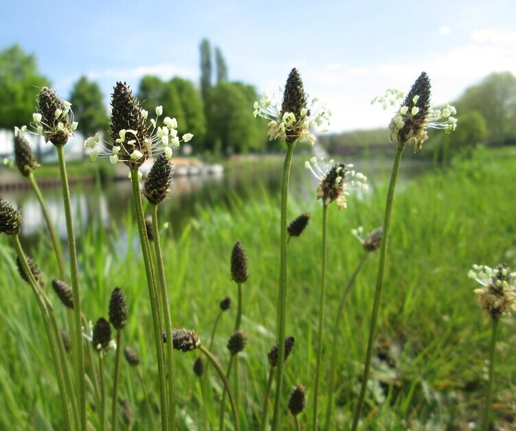 Smalle weegbree (Plantago lanceolata) zaden