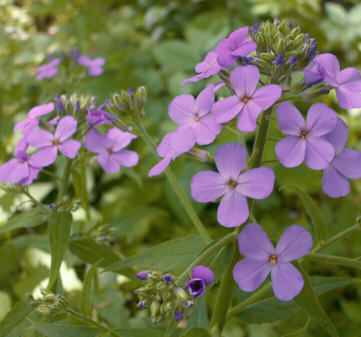Damastbloem (Hesperis matronalis) zaden