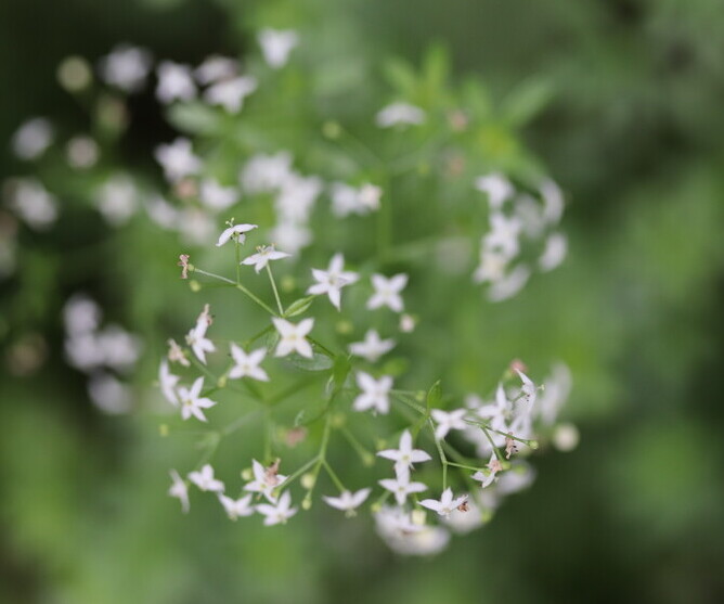 Glad walstro (Galium mollugo ssp. erectum) zaden