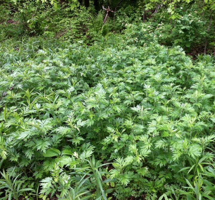 Bijvoet (Artemisia vulgaris) zaden