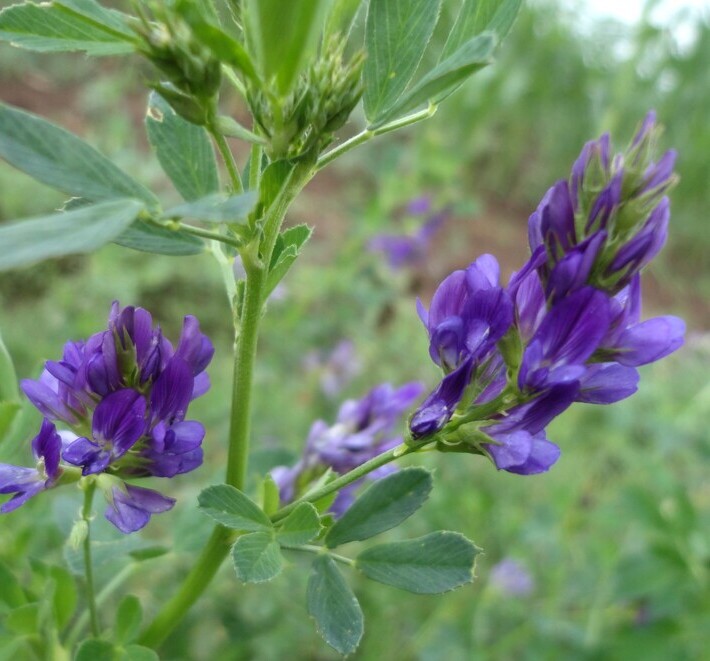 Luzerne/Alfalfa (Medicago sativa) zaden