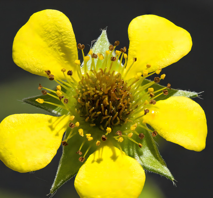 Geel nagelkruid (Geum urbanum) zaden