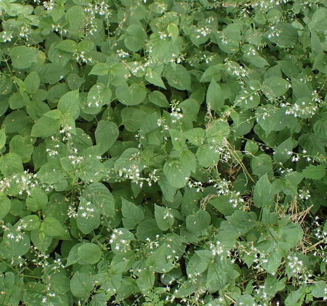 Groot heksenkruid (Circaea lutetiana) zaden